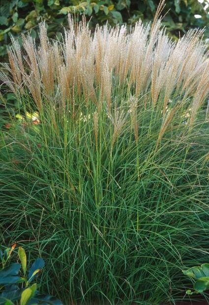 Ķīnas miskante Miscanthus sinensis 'Kleine Silberspinne' 